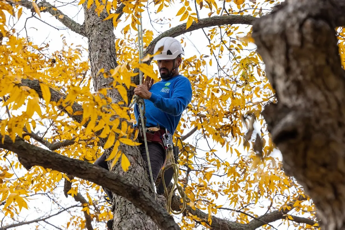 Skilled Tree Pruning crew working in Richland Center